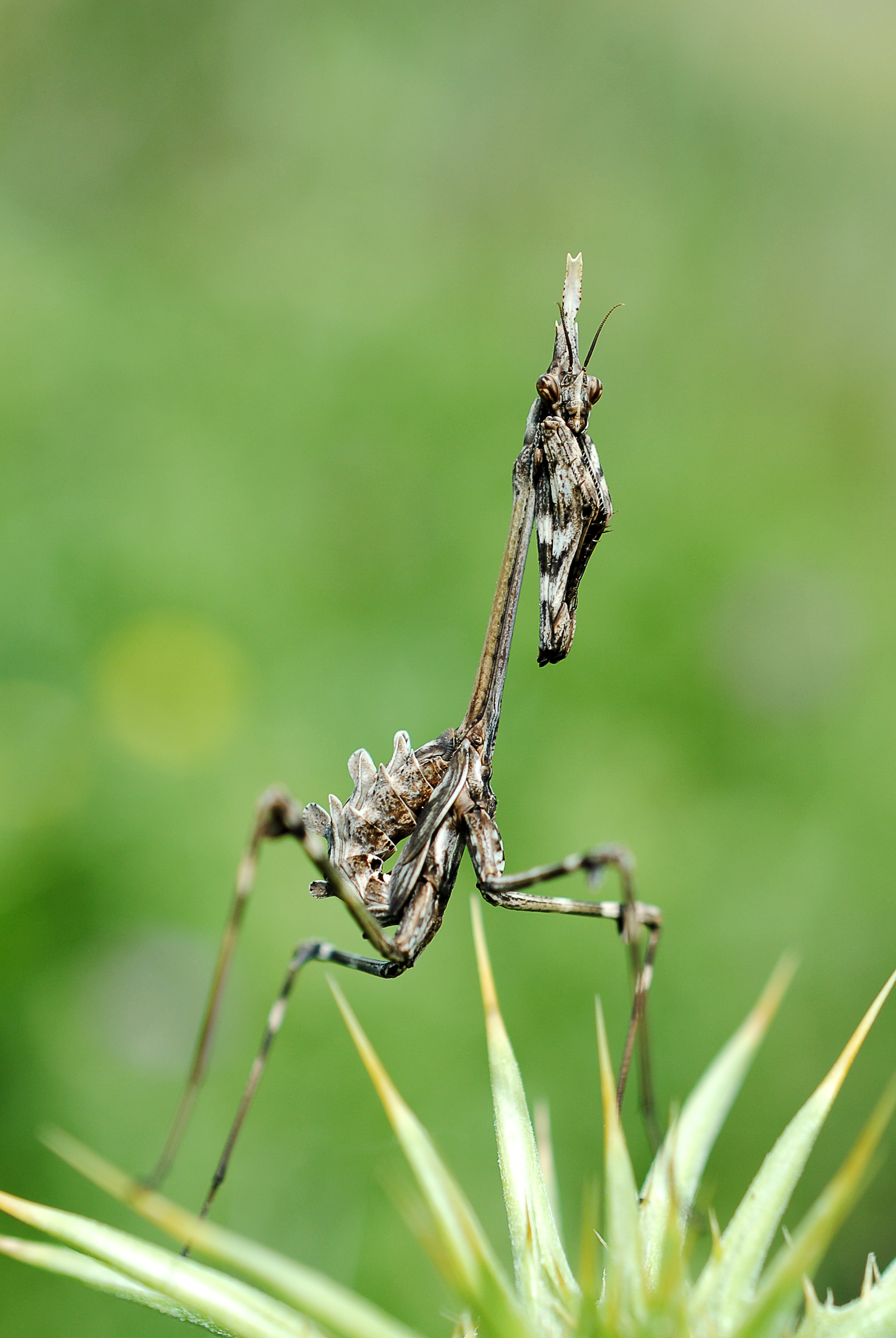 Empusa pennata en la laguna de El Hito